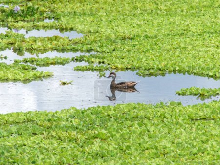 Photo for A mallard duck swimming in pond water with green grass - Royalty Free Image
