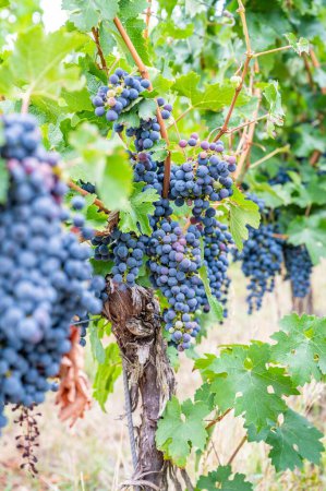 Foto de Una vista vertical de cerca de racimos de uvas púrpura que cuelgan de la planta en el viñedo - Imagen libre de derechos