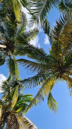 Foto de Un plano vertical en ángulo bajo de palmeras con un cielo azul en el fondo - Imagen libre de derechos