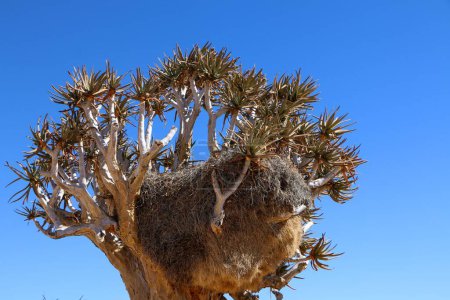 Téléchargez les photos : Un baobab africain (Adansonia digitata) avec un nid de tisserand sociable dessus - en image libre de droit