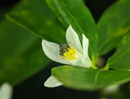 Photo for A closeup of a stingless bee on a bud of a white flower - Royalty Free Image