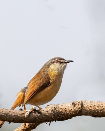 Photo for A selective focus shot of ashy prinia (Prinia socialis) perched on a branch - Royalty Free Image