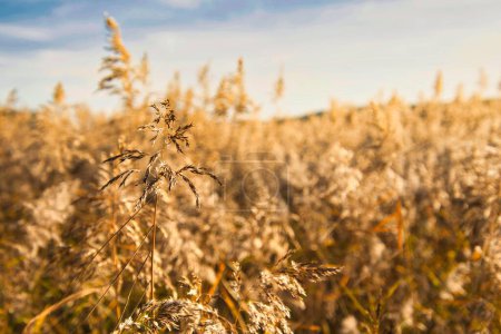 Photo for Golden Wheat Field on a sunny day - Royalty Free Image