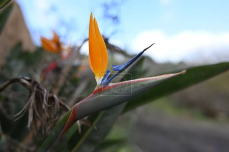 Foto de Un foco selectivo del pájaro de la flor del paraíso (Strelitzia) en un patio - Imagen libre de derechos