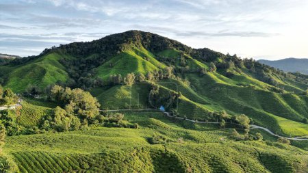 Téléchargez les photos : Une vue aérienne de la plantation de thé Cameron Highlands - en image libre de droit