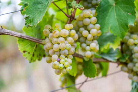 Photo for A close-up view of bunches of green grapes hanging from the plant at the vineyard - Royalty Free Image