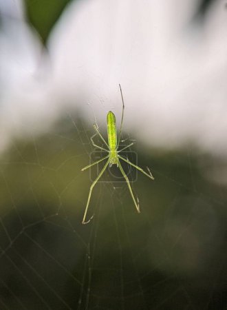 Téléchargez les photos : Un gros plan d'une araignée tisserande à mâchoires longues sur la toile - en image libre de droit