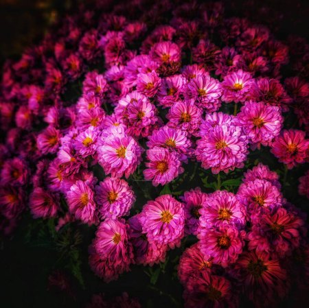 Photo for A bunch of pink Bushy aster flowers in the garden - Royalty Free Image