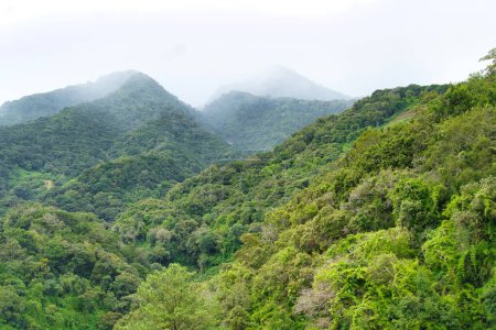 Téléchargez les photos : Un beau cliché de montagnes boisées vertes par une journée brumeuse - en image libre de droit