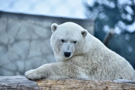 Foto de Un oso polar apoyado en un tronco en un zoológico - Imagen libre de derechos