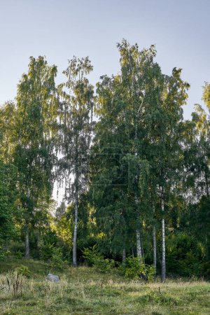 Photo for A vertical of birch trees in a green landscape in Toten, Norway, a beautiful summer morning - Royalty Free Image