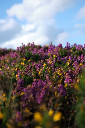 Foto de Un plano vertical de plantas de brezo púrpura y amarilla en el campo. - Imagen libre de derechos