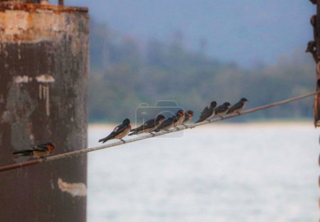 Photo for A group of Common house martins (Delichon urbicum) resting on a pole on the blurred background - Royalty Free Image