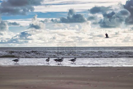 Foto de Una fila de gaviotas en la orilla de un océano bajo las nubes y el cielo azul - Imagen libre de derechos