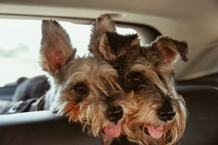Photo for A closeup shot of two adorable fluffy Schnauzer dogs in a car backseat - Royalty Free Image