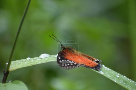 Foto de Un primer plano de una mariposa de Cethosia biblis sobre una rama verde - Imagen libre de derechos