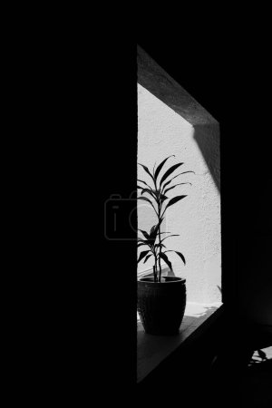 Foto de Escala de grises vertical de una planta en una maceta colocada frente a una ventana - Imagen libre de derechos