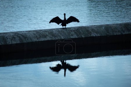 Foto de La silueta de un pájaro con alas abiertas de pie sobre un bloque de piedra, con su imagen reflejada en las aguas - Imagen libre de derechos