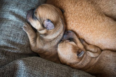 Téléchargez les photos : Une vue rapprochée de dessus de chiots nouveau-nés endormis adorables avec fourrure brune - en image libre de droit