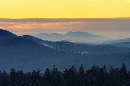 Téléchargez les photos : Vue aérienne de la forêt entourée d'arbres denses au coucher du soleil - en image libre de droit