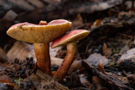 Foto de Un primer plano de rubí bolete hongo creciendo en el bosque con fondo borroso - Imagen libre de derechos