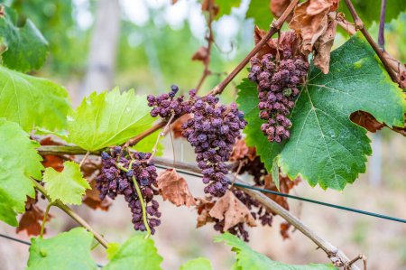 Téléchargez les photos : Vue rapprochée de grappes sèches de raisins violets suspendues à la plante au vignoble - en image libre de droit