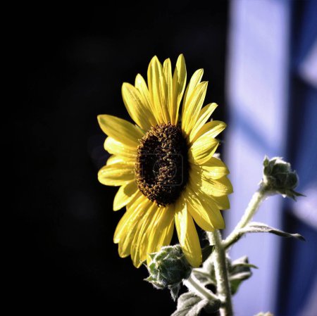 Photo for A close-up shot of a common sunflower on a soft blurry background - Royalty Free Image