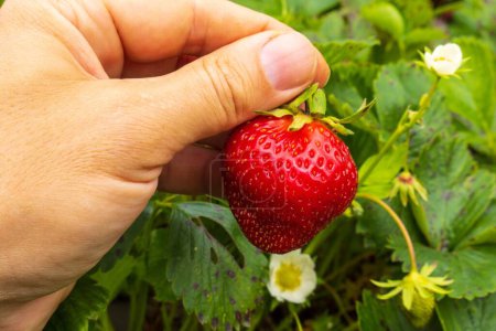 Téléchargez les photos : Gros plan d'une personne tenant une fraise dans le jardin - en image libre de droit