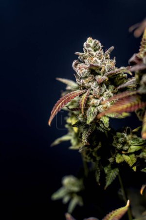 Téléchargez les photos : Plan vertical d'une plante de cannabis kush fleurie sur un fond sombre - en image libre de droit