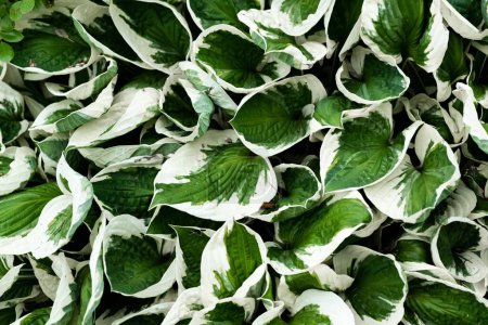 Téléchargez les photos : Les feuilles décoratives peintes en vert et blanc créent un fond environnemental - en image libre de droit