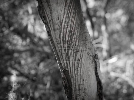 Téléchargez les photos : Un gommier australien jette son écorce et affiche un motif naturel unique sur un fond flou - en image libre de droit