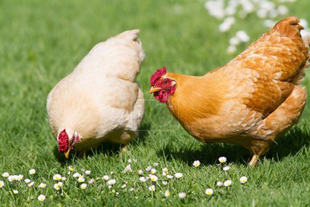 Photo for A closeup shot of two white and brown chickens feeding on lush grass in a farmland - Royalty Free Image