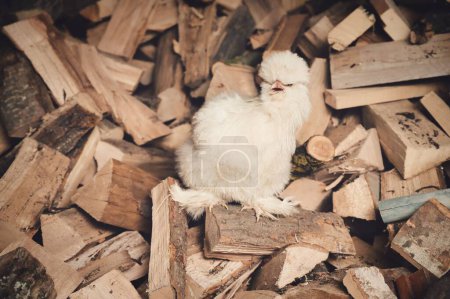 Foto de Un retrato de gallina mascota "Moroseta Bianca" en un cobertizo de madera, fondo de leña - Imagen libre de derechos