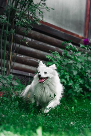 Foto de Una vertical de un lindo perro Spitz japonés (Canis lupus familiaris) corriendo en la hierba - Imagen libre de derechos
