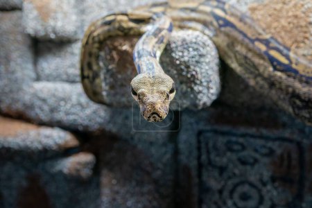 Foto de Un primer plano de una serpiente boa constrictora deslizándose sobre una pared de roca - Imagen libre de derechos