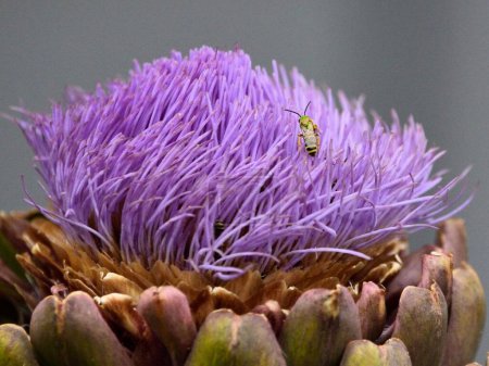 Foto de Un macrodisparo de un insecto en la flor púrpura de una alcachofa globo - Imagen libre de derechos