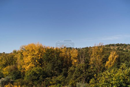 Foto de Una vista de bajo ángulo de un hermoso bosque cerca de las montañas - Imagen libre de derechos