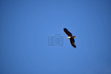 Téléchargez les photos : Un beau plan d'un aigle volant dans le ciel - en image libre de droit