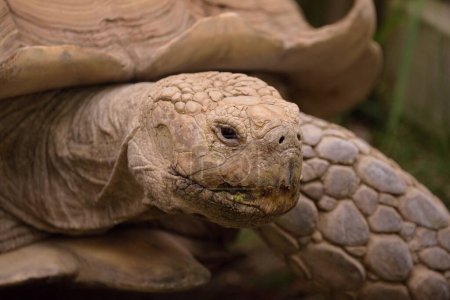 Téléchargez les photos : Portrait d'une tortue dans un zoo - en image libre de droit