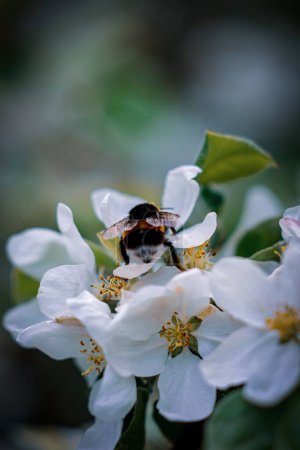 Photo for A vertical shot of a bumble bee on cherry flowers - Royalty Free Image