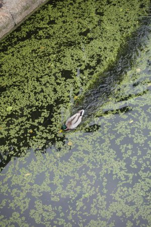 Foto de Un tiro vertical de un pato rodeado de algie - Imagen libre de derechos