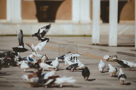 Photo for A selective of pigeons on the pavement - Royalty Free Image