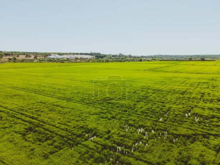 Foto de Una toma aérea de un campo de cultivo de arroz en Alcacer do Sal, Portugal. - Imagen libre de derechos
