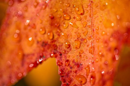 Téléchargez les photos : Un gros plan de rosée tombe sur une feuille d'automne orange vif - en image libre de droit