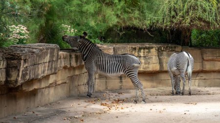 Photo for Two zebras surrounded by a stone wall, eating leaves that grow on the wall, on a sunny day in the zoo - Royalty Free Image