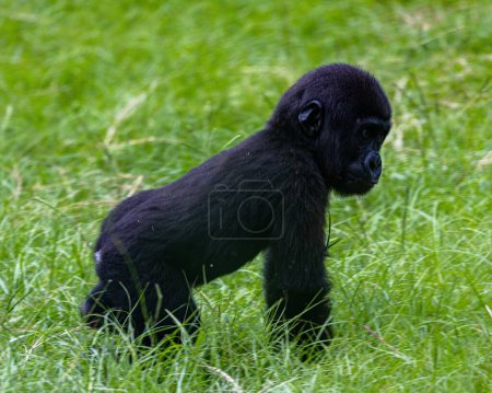 Téléchargez les photos : Un jeune gorille sur un champ vert dans un parc à St Augustine, Floride, États-Unis - en image libre de droit