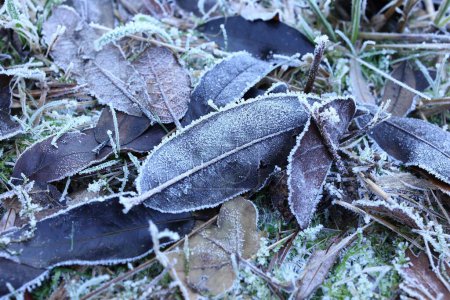 Photo for A closeup shot of leaves covered in frost in a winter forest - Royalty Free Image