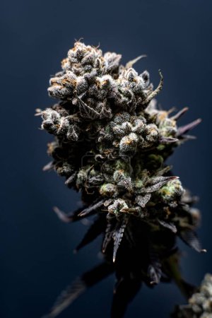 Téléchargez les photos : Vertical d'une plante de Cannabis sativa sur fond bleu, gros plan - concept de médecine - en image libre de droit