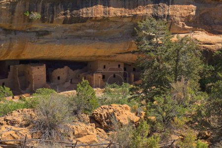 Téléchargez les photos : Les ruines historiques de Spruce Tree House sous une gigantesque falaise à Mesa Verde, Colorado - en image libre de droit