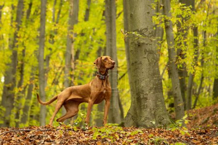 Foto de Una hermosa toma de un perro vizsla de pie en el bosque durante el día con fondo borroso - Imagen libre de derechos